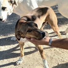 NACHO, Hund, Mischlingshund in Spanien - Bild 2