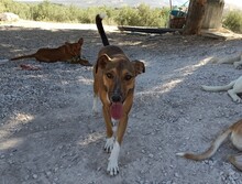 NACHO, Hund, Mischlingshund in Spanien - Bild 20