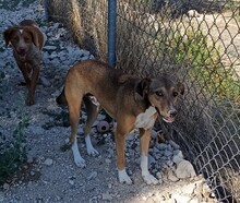 NACHO, Hund, Mischlingshund in Spanien - Bild 23