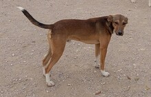 NACHO, Hund, Mischlingshund in Spanien - Bild 25