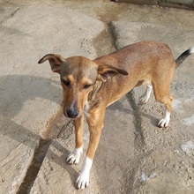 NACHO, Hund, Mischlingshund in Spanien - Bild 26