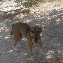 NACHO, Hund, Mischlingshund in Spanien - Bild 3