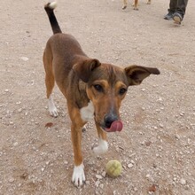 NACHO, Hund, Mischlingshund in Spanien - Bild 5