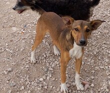 NACHO, Hund, Mischlingshund in Spanien - Bild 6