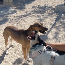 NACHO, Hund, Mischlingshund in Spanien - Bild 7