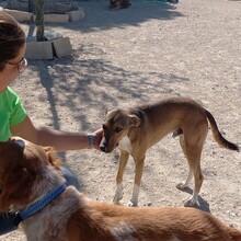 NACHO, Hund, Mischlingshund in Spanien - Bild 8