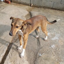 NACHO, Hund, Mischlingshund in Spanien - Bild 9