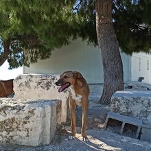 MAXIMO, Hund, Mischlingshund in Spanien - Bild 13