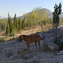 MAXIMO, Hund, Mischlingshund in Spanien - Bild 15