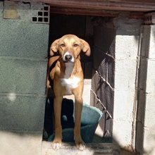 MAXIMO, Hund, Mischlingshund in Spanien - Bild 18