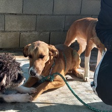 MAXIMO, Hund, Mischlingshund in Spanien - Bild 19