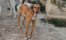 MAXIMO, Hund, Mischlingshund in Spanien - Bild 2