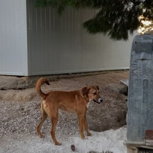 MAXIMO, Hund, Mischlingshund in Spanien - Bild 22