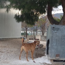 MAXIMO, Hund, Mischlingshund in Spanien - Bild 23