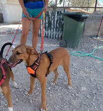 MAXIMO, Hund, Mischlingshund in Spanien - Bild 26