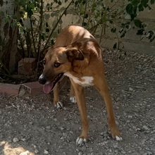 MAXIMO, Hund, Mischlingshund in Spanien - Bild 6
