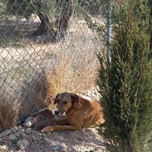 MAXIMO, Hund, Mischlingshund in Spanien - Bild 7