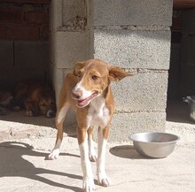 POLKA, Hund, Mischlingshund in Spanien - Bild 1