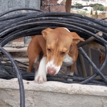 POLKA, Hund, Mischlingshund in Spanien - Bild 10