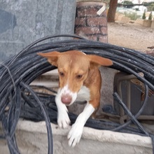 POLKA, Hund, Mischlingshund in Spanien - Bild 11