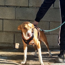 POLKA, Hund, Mischlingshund in Spanien - Bild 12