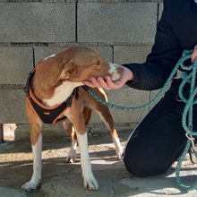 POLKA, Hund, Mischlingshund in Spanien - Bild 13