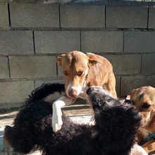 POLKA, Hund, Mischlingshund in Spanien - Bild 17