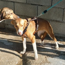 POLKA, Hund, Mischlingshund in Spanien - Bild 2