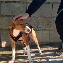 POLKA, Hund, Mischlingshund in Spanien - Bild 3