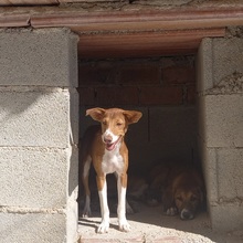 POLKA, Hund, Mischlingshund in Spanien - Bild 4