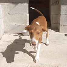 POLKA, Hund, Mischlingshund in Spanien - Bild 6