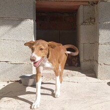 POLKA, Hund, Mischlingshund in Spanien - Bild 7