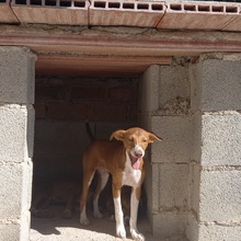 POLKA, Hund, Mischlingshund in Spanien - Bild 8