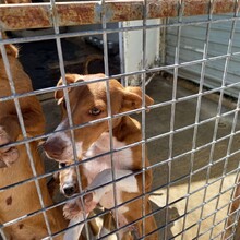 POLKA, Hund, Mischlingshund in Spanien - Bild 9
