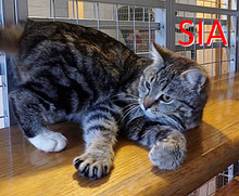 SIA, Katze, Europäisch Kurzhaar in Bretten - Bild 1