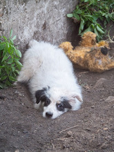 PANDA, Hund, Mischlingshund in Rumänien - Bild 10