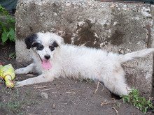 PANDA, Hund, Mischlingshund in Rumänien - Bild 4