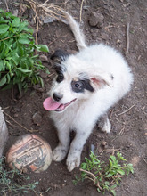 PANDA, Hund, Mischlingshund in Rumänien - Bild 6