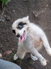 PANDA, Hund, Mischlingshund in Rumänien - Bild 7