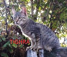 TIGHRA, Katze, Europäisch Kurzhaar in Bulgarien - Bild 1