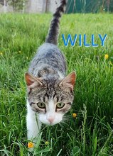 WILLY, Katze, Europäisch Kurzhaar in Hannover