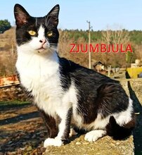 ZJUMBJULA, Katze, Europäisch Kurzhaar in Bulgarien - Bild 1