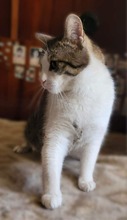 LEOPOLD, Katze, Europäisch Kurzhaar in Bulgarien - Bild 3