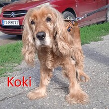 KOKI, Hund, Cocker Spaniel in Schwalmtal - Bild 1