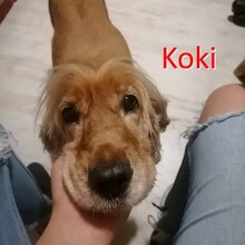 KOKI, Hund, Cocker Spaniel in Schwalmtal - Bild 2