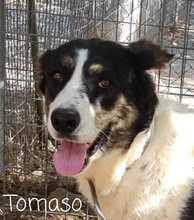 TOMASO, Hund, Mastino Napoletano-Mix in Spanien - Bild 1