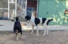 TOMASO, Hund, Mastino Napoletano-Mix in Spanien - Bild 2