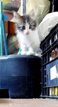 GUSHKA, Katze, Hauskatze in Bulgarien - Bild 5