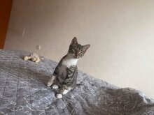 MUSHMULKA, Katze, Hauskatze in Bulgarien - Bild 4