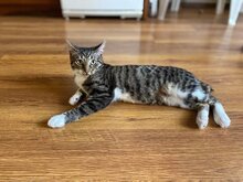 MUSHMULKA, Katze, Hauskatze in Bulgarien - Bild 7